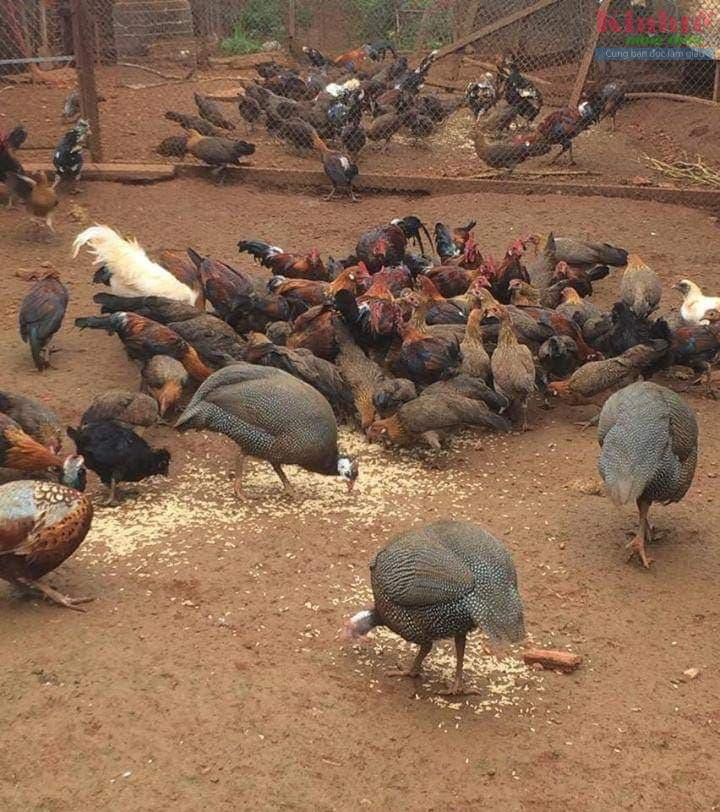 Nuoi ga rung lai mang lai nguon thu 15 trieu dong/thang-Hinh-2