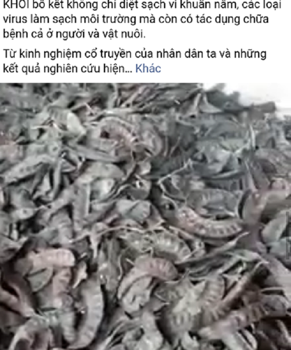 Thuc hu toi Ly Son, bo ket, den xong tinh dau... co the tieu diet virus corona-Hinh-2