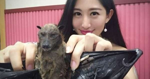 Sau khi đoạn video được lan truyền, nhiều người đã thẳng thắn chỉ trích nữ MC. Cô cũng đã phải đưa ra lời xin lỗi. "Xin lỗi mọi người vì sự thiếu hiểu biết của bản thân. Từ nay tôi sẽ không ăn các loài động vật hoang dã nữa", nữ MC bày tỏ.