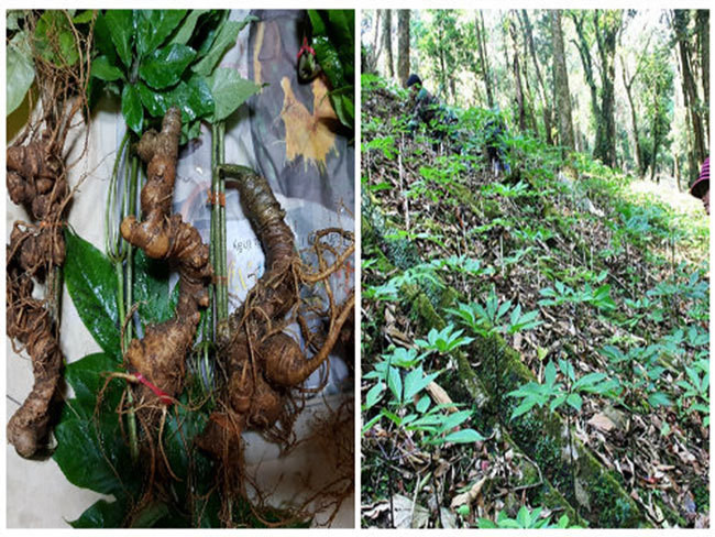 Can Tet, Sam Ngoc Linh gia lai duoc dip 'tung hoanh'