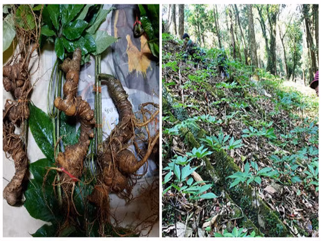 Can Tet, Sam Ngoc Linh gia lai duoc dip 'tung hoanh'
