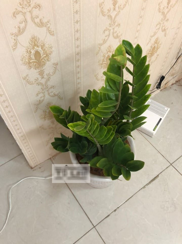 Luong chong bong giam tu ngay co 