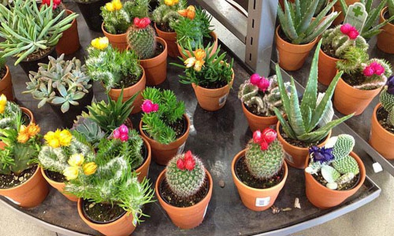 Pham phai 5 loi phong thuy nay tien tai tu 