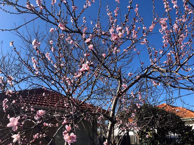 Da ly hon, toi van bi nha chong cu trach khong gui tien bieu Tet