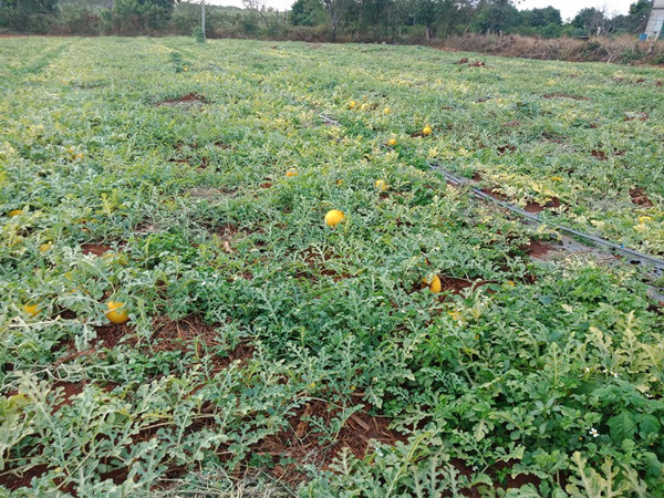 Chua thu hoach khach da dat mua het, dan trong dua hau la vo bam-Hinh-2