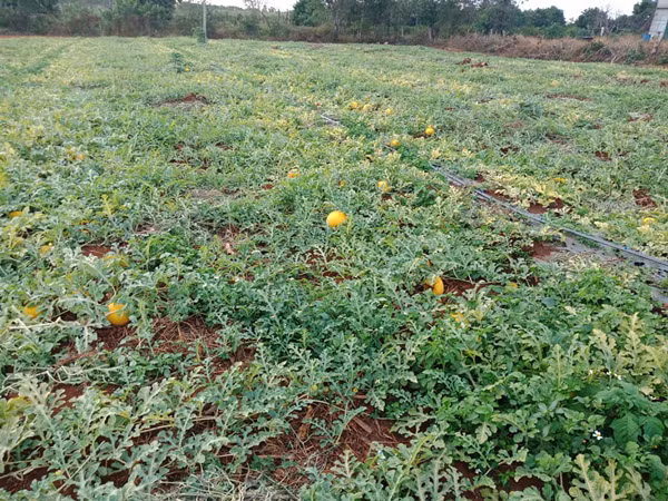 Chua thu hoach khach da dat mua het, dan trong dua hau la vo bam-Hinh-2