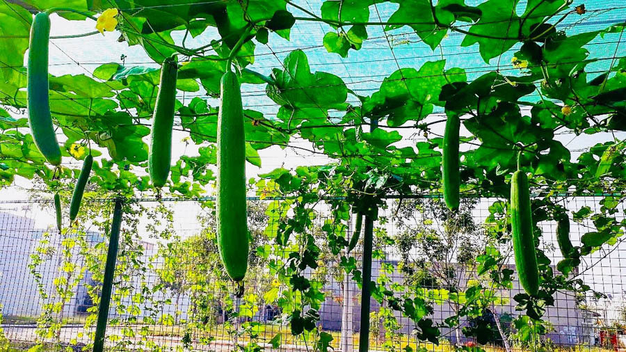 Phat hien nguoi tinh chat sex, ba chu quan cafe hanh dong kho hieu