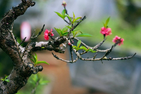 Buoc chan ra cua thay diem bao nay la than Tai dang 