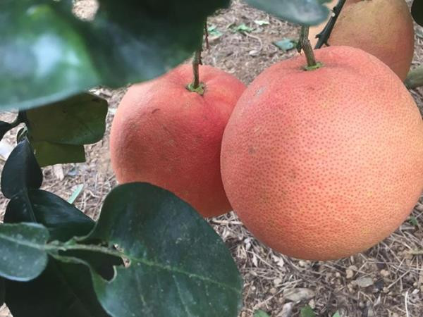 4 loai buoi tien trieu hut khach dip Tet