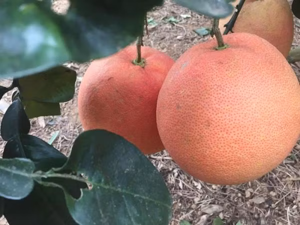 4 loai buoi tien trieu hut khach dip Tet