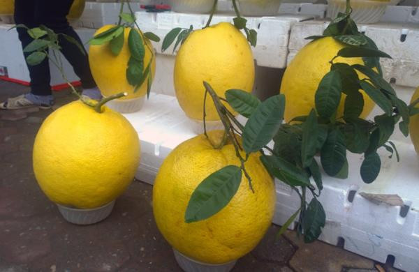 4 loai buoi tien trieu hut khach dip Tet-Hinh-3