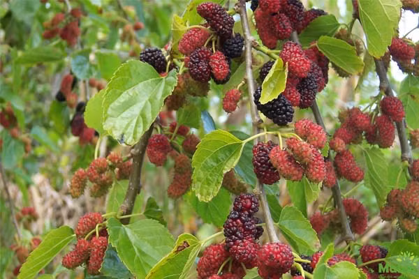 Xuat hanh dau nam cam theo thu nay, ca nam Than Tai phu ho