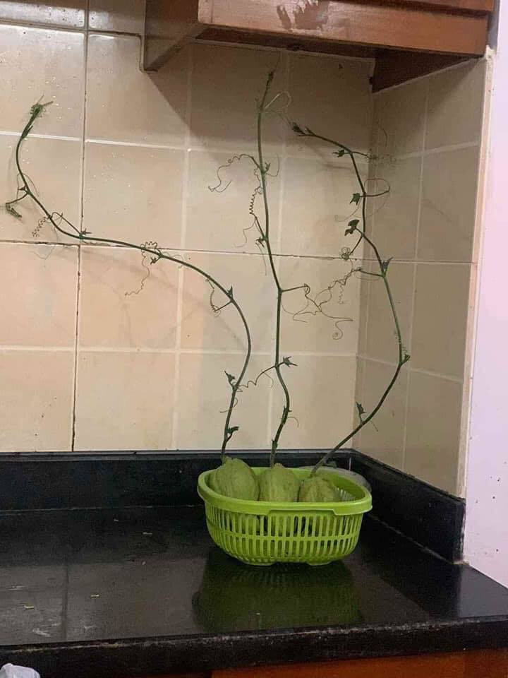 Mua su su nhung bo xo, chang trai het hon khi moc luon thanh cay-Hinh-2