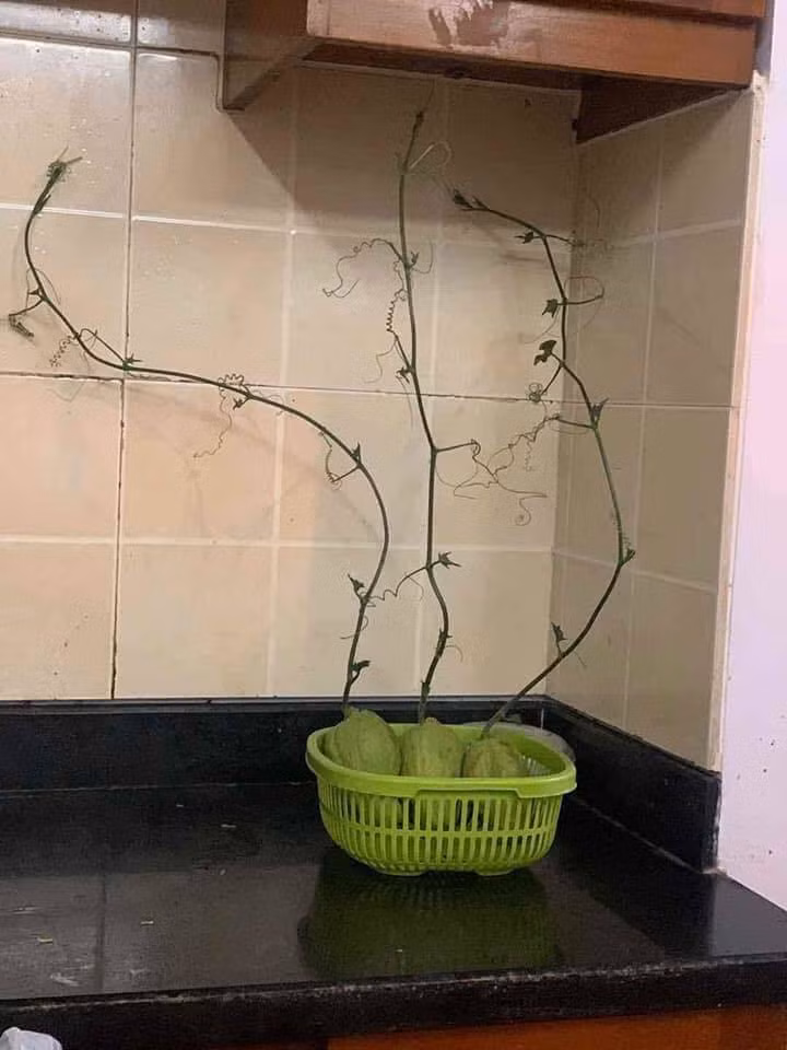 Mua su su nhung bo xo, chang trai het hon khi moc luon thanh cay-Hinh-2