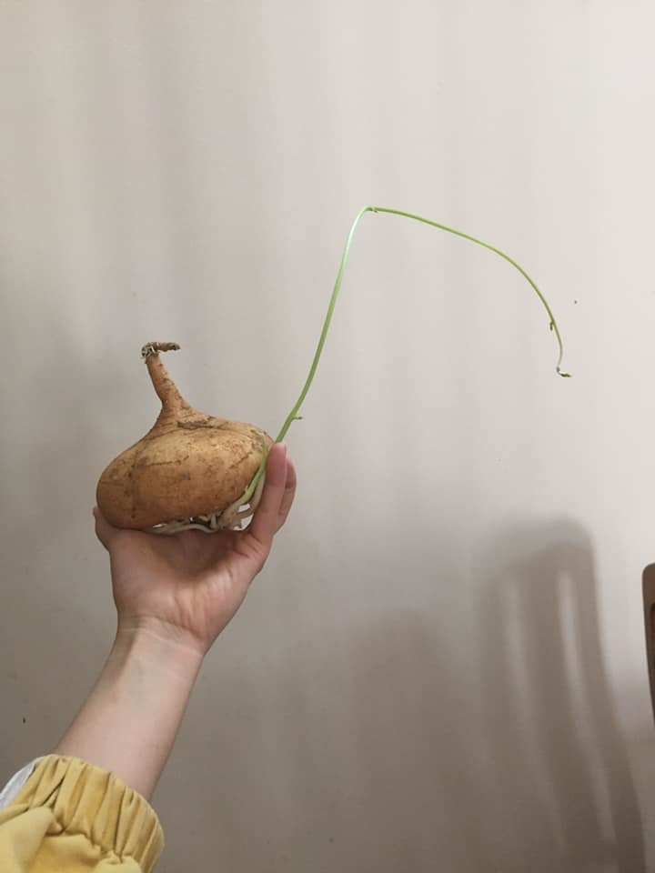 Mua su su nhung bo xo, chang trai het hon khi moc luon thanh cay-Hinh-5