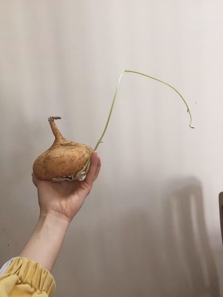 Mua su su nhung bo xo, chang trai het hon khi moc luon thanh cay-Hinh-5