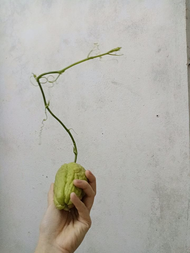 Mua su su nhung bo xo, chang trai het hon khi moc luon thanh cay-Hinh-7