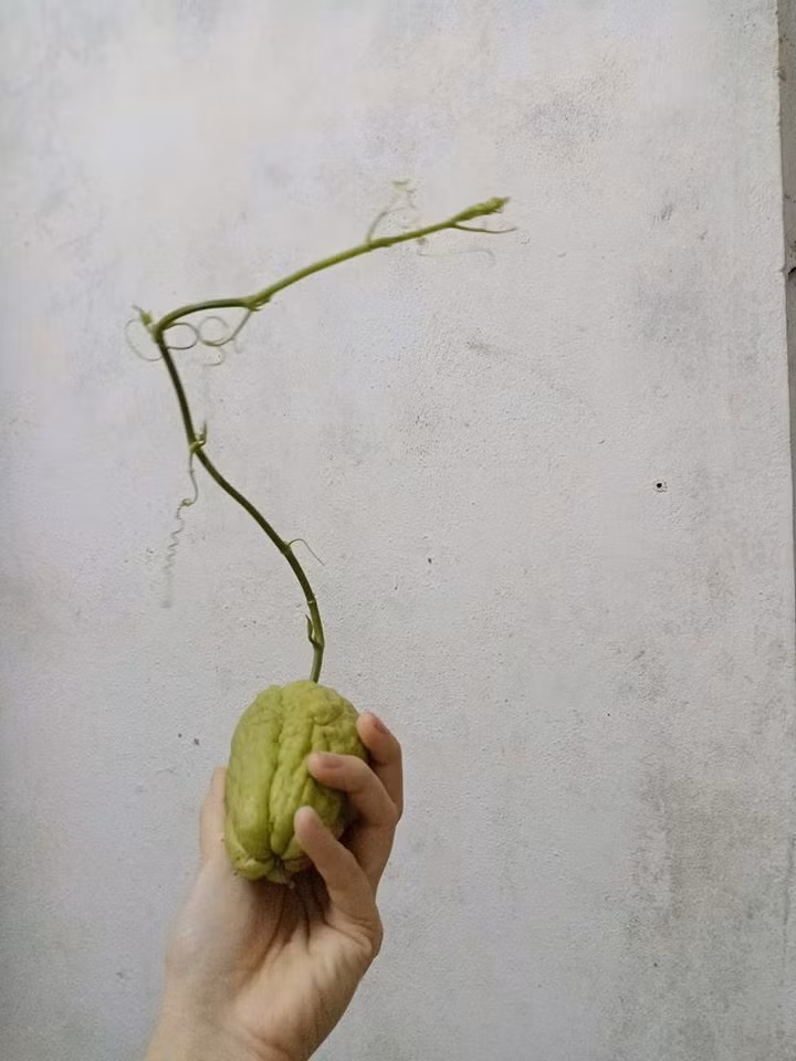 Mua su su nhung bo xo, chang trai het hon khi moc luon thanh cay-Hinh-7