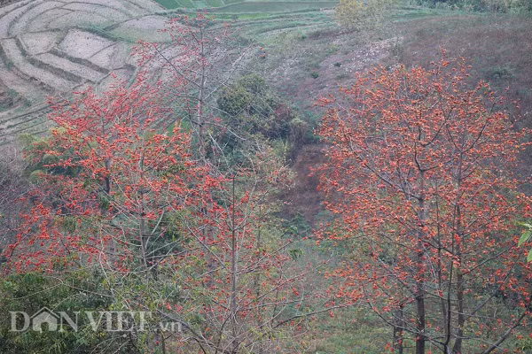 Quỳnh Nhai không chỉ được biết đến là vùng đất sông nước mênh mông, núi rừng trùng điệp và nhiều nét văn hóa truyền thống đặc sắc của các dân tộc thiểu số thông qua các lễ hội, ẩm thực phong phú… Vùng đất này còn có những rừng cây gạo cổ thụ tuổi đời vài chục đến trăm tuổi. Tập trung nhiều nhất ở xã Mường Giàng, Chiềng Khoang... với 2 loại là cây gạo xanh và gạo đỏ.