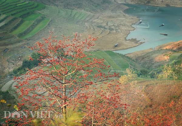 Vào mùa hoa gạo, ai có dịp xuôi thuyền theo bờ sông Đà, không khó để bắt gặp những cây gạo hoa nở đỏ thắm soi bóng xuống dòng sông xanh.