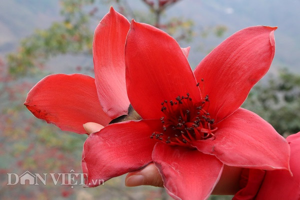 Hoa gạo ở Quỳnh Nhai thường nở vào cuối tháng 2, đầu tháng 3 dương lịch và kéo dài trong khoảng nửa tháng. Cầm một bông hoa gạo trên tay, nhiều người bồi hồi, nhớ da diết về một thời tuổi thơ.