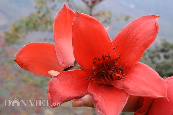 Hoa gạo ở Quỳnh Nhai thường nở vào cuối tháng 2, đầu tháng 3 dương lịch và kéo dài trong khoảng nửa tháng. Cầm một bông hoa gạo trên tay, nhiều người bồi hồi, nhớ da diết về một thời tuổi thơ.