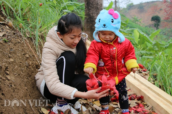 Cây gạo còn gắn liền với tuổi thơ của rất nhiều người.