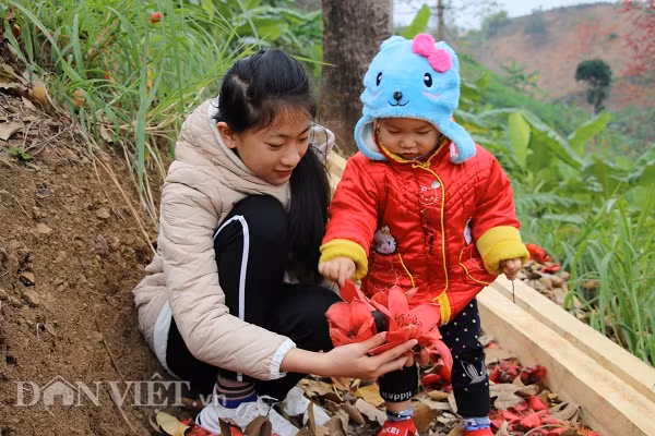 Cây gạo còn gắn liền với tuổi thơ của rất nhiều người.
