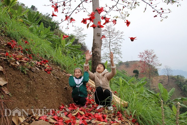 Vào mùa hoa gạo, đám trẻ thường rủ nhau đến vui chơi thỏa thích dưới tán cây đầy hoa với những trò chơi: Nấu ăn, bán hàng, xếp hoa theo hình... Do đó, mỗi gốc gạo cổ thụ thường in dấu những kỷ niệm đẹp của trẻ thơ.