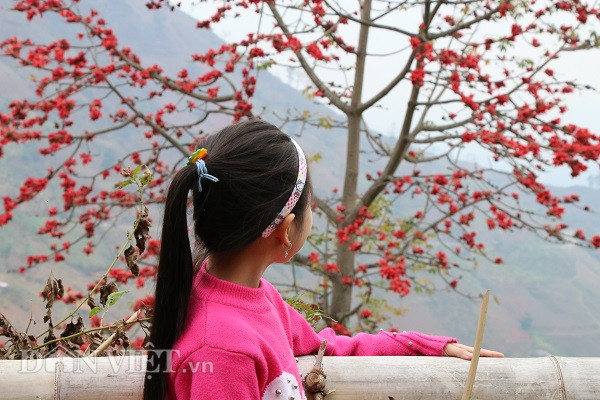 Với vùng cao Tây Bắc, mùa hoa gạo còn là lời nhắc nhở những nông dân Tây Bắc chuẩn bị bước vào vụ gieo trồng mới.