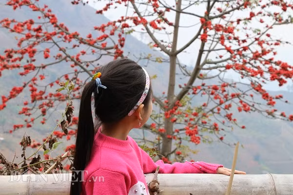 Với vùng cao Tây Bắc, mùa hoa gạo còn là lời nhắc nhở những nông dân Tây Bắc chuẩn bị bước vào vụ gieo trồng mới.