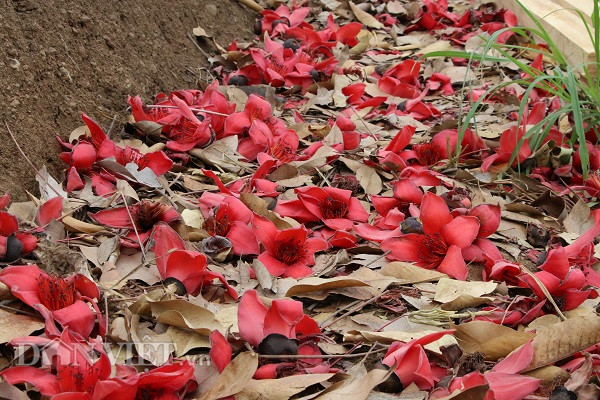 Những cây gạo đứng phơi mình giữa nắng gió trên các triền đồi, mỗi khi có cơn gió ngang qua làm những bông hoa gạo rơi xuống mặt đất, tạo thành một thảm hoa đỏ rực.