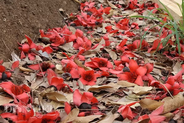 Những cây gạo đứng phơi mình giữa nắng gió trên các triền đồi, mỗi khi có cơn gió ngang qua làm những bông hoa gạo rơi xuống mặt đất, tạo thành một thảm hoa đỏ rực.