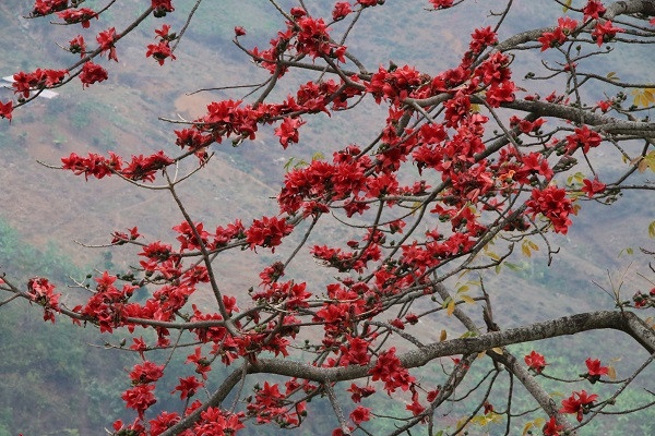 Hoa gạo có công dụng tốt đối với sức khỏe con người. Hoa gạo không chỉ đẹp mà còn rất tốt cho sức khỏe. Hoa gạo được biết đến như một vị thuốc nam chữa được nhiều bệnh như: Bong gân, sưng nề do chấn thương, thanh nhiệt...