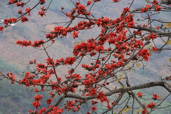 Hoa gạo có công dụng tốt đối với sức khỏe con người. Hoa gạo không chỉ đẹp mà còn rất tốt cho sức khỏe. Hoa gạo được biết đến như một vị thuốc nam chữa được nhiều bệnh như: Bong gân, sưng nề do chấn thương, thanh nhiệt...