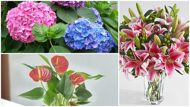 Than trong voi nhung loai hoa dep choi tet nhung rat doc-Hinh-2