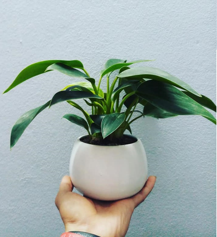 Cây đế vương: Loại cây này thuộc họ trầu bà, thích hợp trong trong môi trường thiếu nắng, ưa ẩm. Lá của cây đế vương có hai màu xanh khác nhau, tạo nên sự hài hòa bắt mắt. Tên gọi của loại cây này thể hiện ý chí vươn lên không ngừng, để đạt được địa vị cao trong xã hội. 