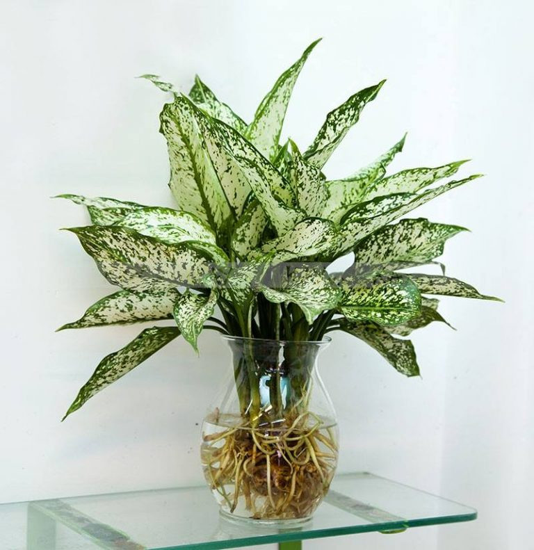 Trong phong thủy, loại cây này còn mang lại sự may mắn, bổng lộc cho gia chủ. Nên đặt cây ở ngay cửa sổ phòng khách hoặc bàn làm việc để đón tài lộc. * Thông tin mang tính chất tham khảo, chiêm nghiệm.