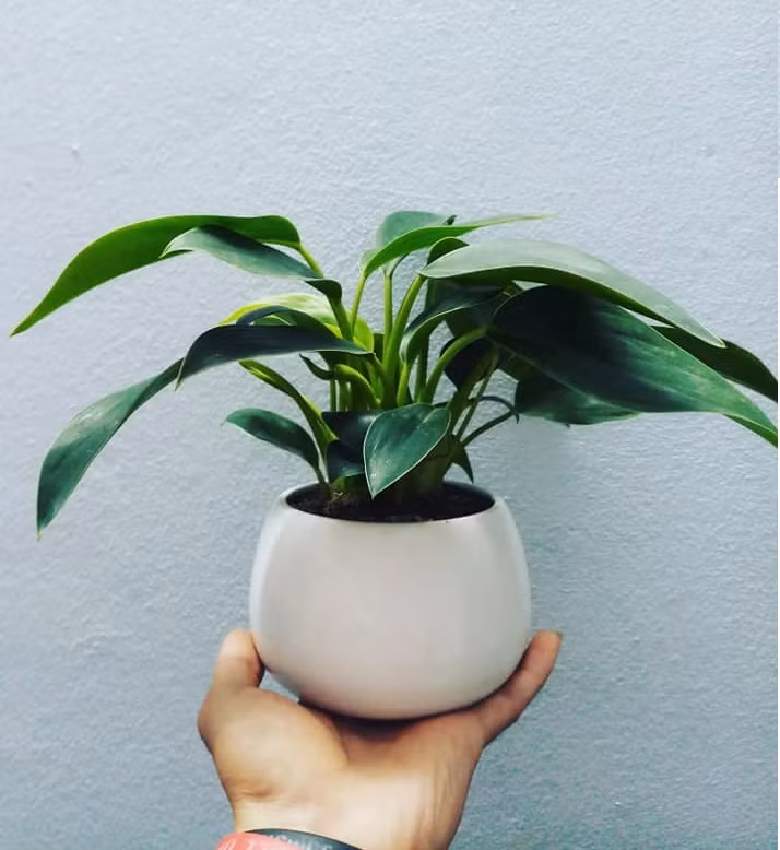 Cây đế vương: Loại cây này thuộc họ trầu bà, thích hợp trong trong môi trường thiếu nắng, ưa ẩm. Lá của cây đế vương có hai màu xanh khác nhau, tạo nên sự hài hòa bắt mắt. Tên gọi của loại cây này thể hiện ý chí vươn lên không ngừng, để đạt được địa vị cao trong xã hội. 