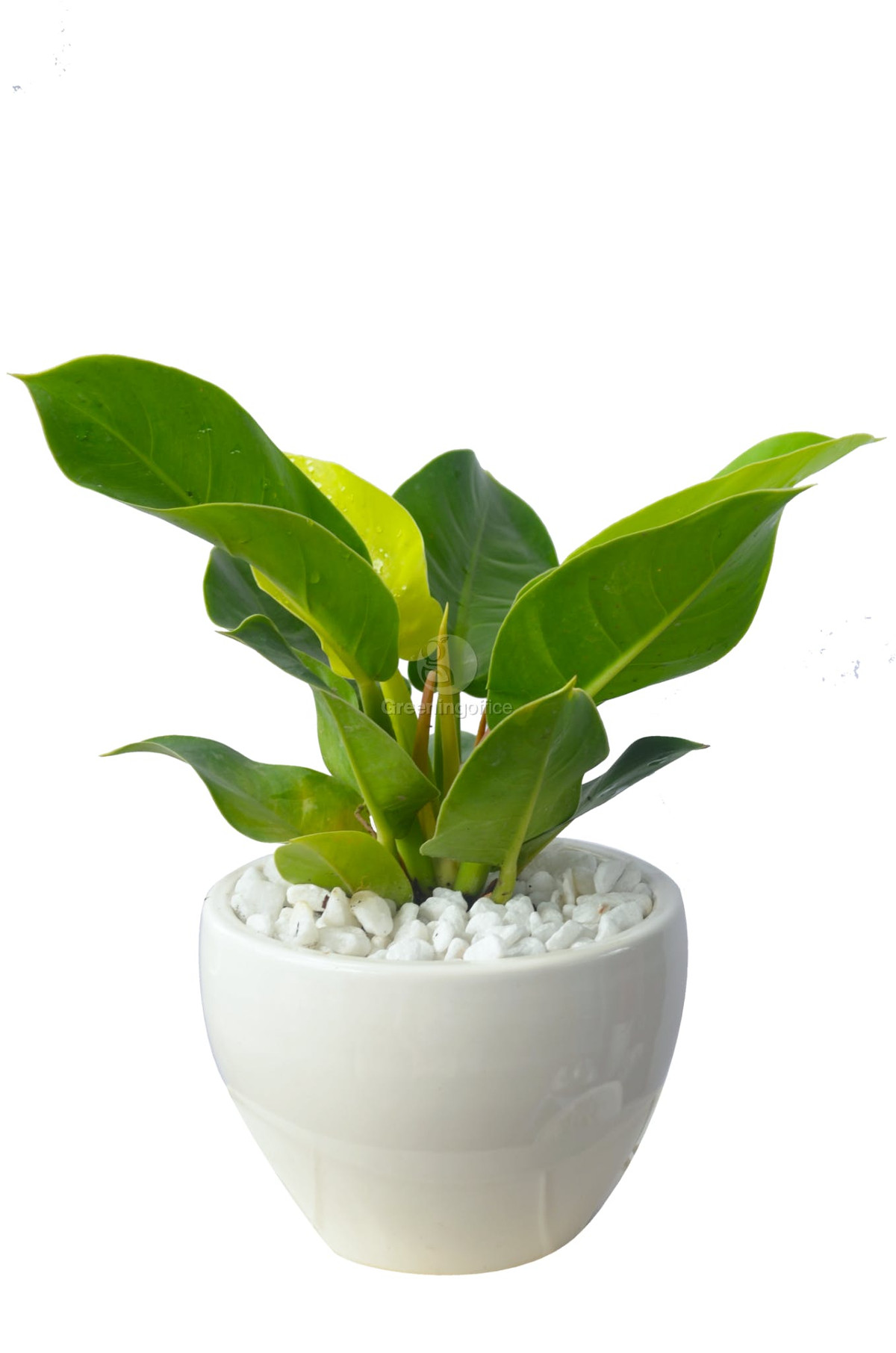 Cây ngọc ngân: Cây ngọc ngân đại diện cho tình yêu, nó sẽ là món quà ý nghĩa dành cho những cặp đôi. 