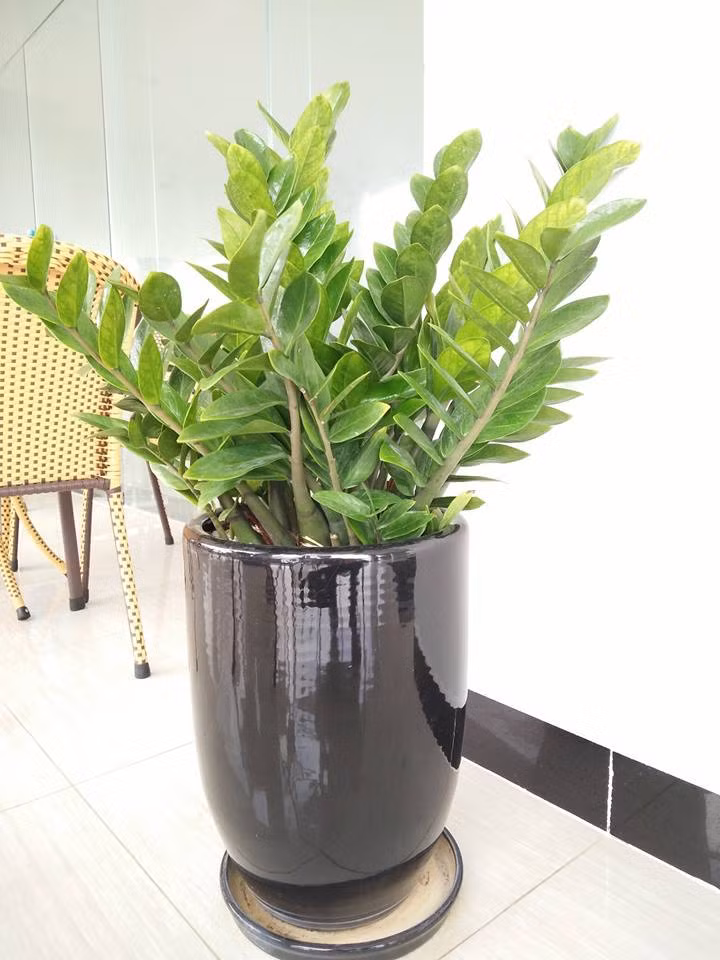 Đúng như tên gọi của nó, trong phong thủy, cây kim tiền được xem là sẽ mang đến nhiều may mán, thịnh vượng cho gia chủ. Những tán lá sum suê, xanh quanh năm tượng trưng cho kinh tế dồi dào, tiền nhiều không đếm hết. Ngọn lá vương cao thể hiện sức sống, sự phát triển không ngừng. 