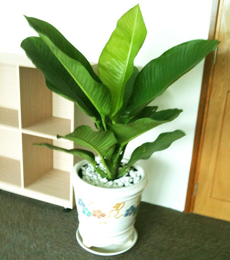 Cây đại phú gia: Trong phong thủy, cây đại phú gia hay còn được gọi là đại phú quý, đại phú mang ý nghĩa tốt, đem tiền tài, sức khỏe cho gia chủ. 