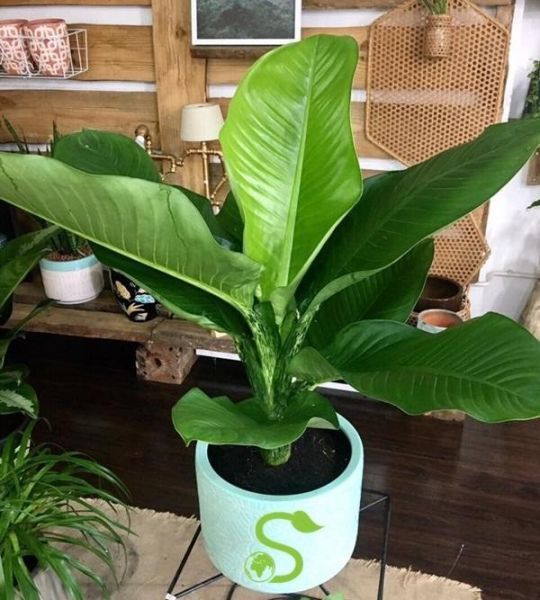 Loại cây này chịu bóng, ưa khí hậu mát mẻ nên thích hợp trồng trong nhà. Gia chủ có thể ặt cây ở những nơi có ánh sáng bán phần, nơi có nhiều người qua lại như hành lang, cầu thang. 