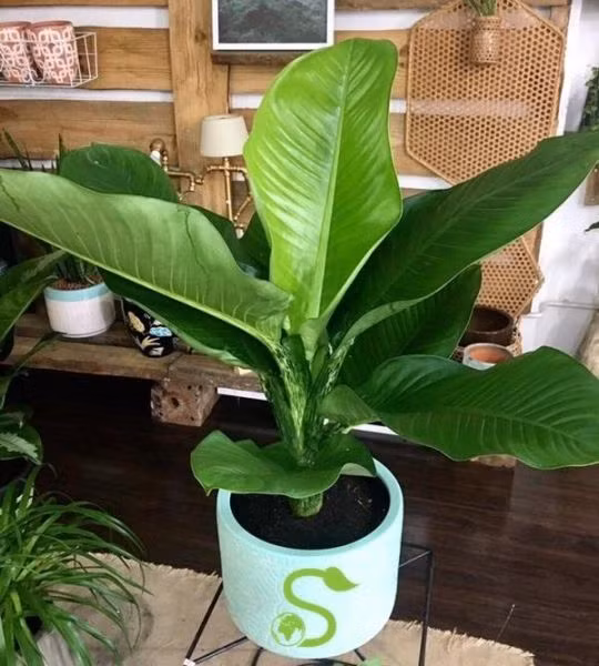 Loại cây này chịu bóng, ưa khí hậu mát mẻ nên thích hợp trồng trong nhà. Gia chủ có thể ặt cây ở những nơi có ánh sáng bán phần, nơi có nhiều người qua lại như hành lang, cầu thang. 