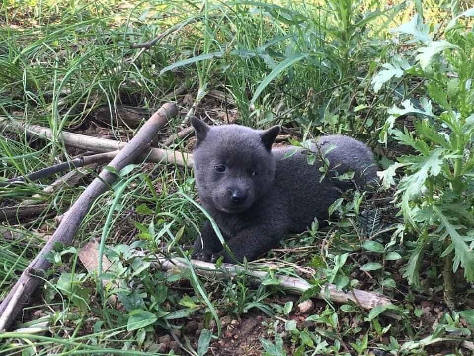 Tim ra ho hang nha idol Nguyen Van Dui-Hinh-2
