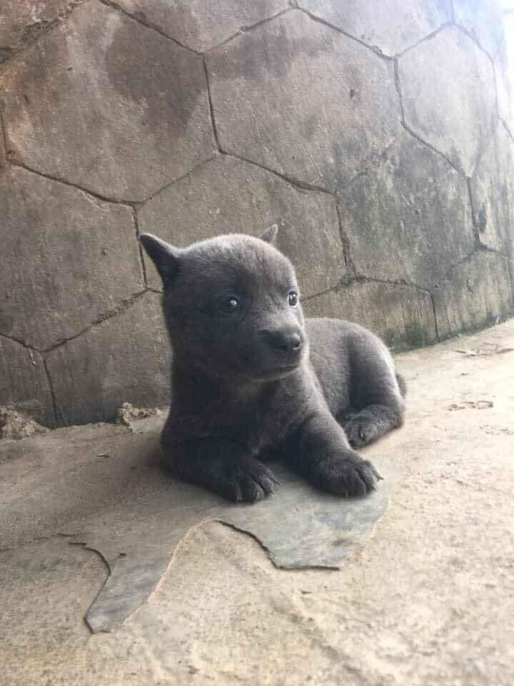 Tim ra ho hang nha idol Nguyen Van Dui