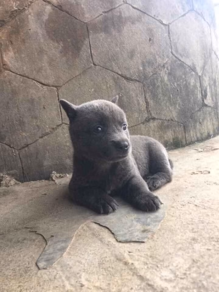 Tim ra ho hang nha idol Nguyen Van Dui