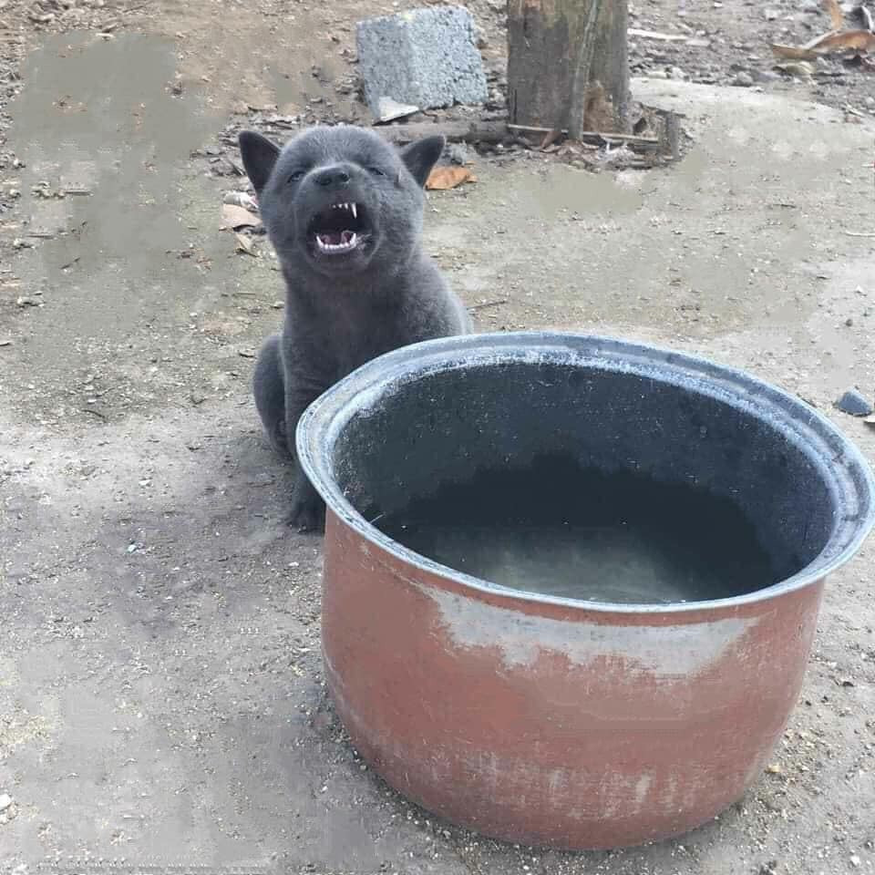 Tim ra ho hang nha idol Nguyen Van Dui-Hinh-4