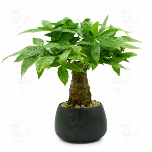 Một cây kim ngân xanh tươi nhiều lá thể hiện cho sự sung túc của gia chủ, tiền vàng thi nhau chảy vào túi.