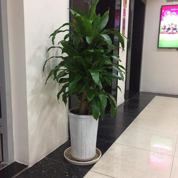 Nên cây rất phù hợp cho việc trang trí hoặc làm cây cảnh trồng trong nhà, trồng ngoại thất cảnh quan vừa giúp thanh lọc không khí, vừa mang tới phong thủy tốt cho bạn.